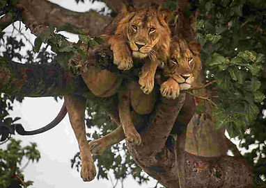 tree climbing lions